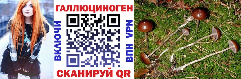 Купить  Коркино  Галлюциногенные грибы Psilocybe 